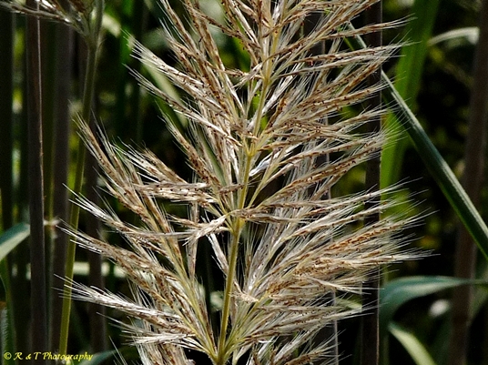 {Saccharum giganteum}